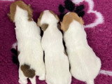 5 chiots Jack Russell Terrier poil lisse LOF de mai 2026 à réserver