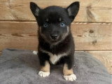 Chiot femelle Pomsky non LOF disponible en juin 2026 pour vente