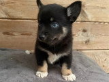 Chiot femelle Pomsky non LOF disponible en juin 2026 pour vente