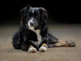 Saillie Berger Américain Miniature noir tricolore LOF confirmé