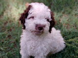 Chiots Lagotto Romagnolo à vendre