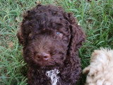 Chiots Lagotto Romagnolo à vendre