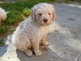 Chiots Lagotto Romagnolo à vendre