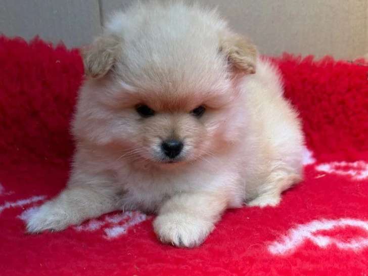 Chiot femelle Spitz Nain Pomeranien non LOF disponible en vente
