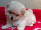 Chiot femelle Spitz Nain Pomeranien non LOF disponible en vente