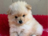Chiot femelle Spitz Nain Pomeranien non LOF disponible en vente