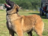 Chiot femelle Berger Belge Tervueren LOF lignée travail à vendre