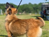 Chiot femelle Berger Belge Tervueren LOF lignée travail à vendre