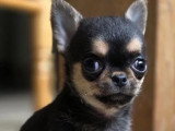 2 chiots Chihuahua mâles non LOF nés en mars 2026 à vendre