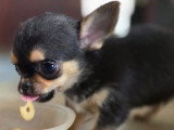 2 chiots Chihuahua mâles non LOF nés en mars 2026 à vendre