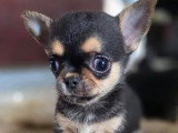 2 chiots Chihuahua mâles non LOF nés en mars 2026 à vendre