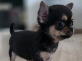 2 chiots Chihuahua mâles non LOF nés en mars 2026 à vendre