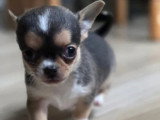 2 chiots Chihuahua mâles non LOF nés en mars 2026 à vendre