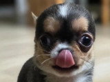 2 chiots Chihuahua mâles non LOF nés en mars 2026 à vendre
