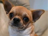 2 chiots Chihuahua mâles non LOF nés en mars 2026 à vendre