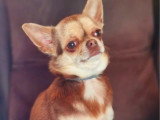 2 chiots Chihuahua mâles non LOF nés en mars 2026 à vendre