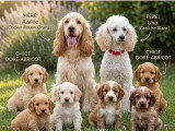 Chiots Cockapoo à vendre