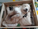 Chiots Cockapoo à vendre
