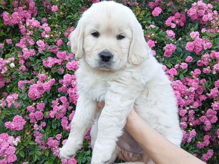 Chiot femelle Golden Retriever LOF à vendre