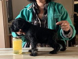 Chiot Schnauzer Nain noir et argent LOF à vendre