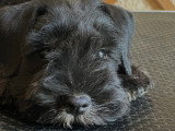 Chiot Schnauzer Nain noir et argent LOF à vendre