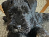 Chiot Schnauzer Nain noir et argent LOF à vendre