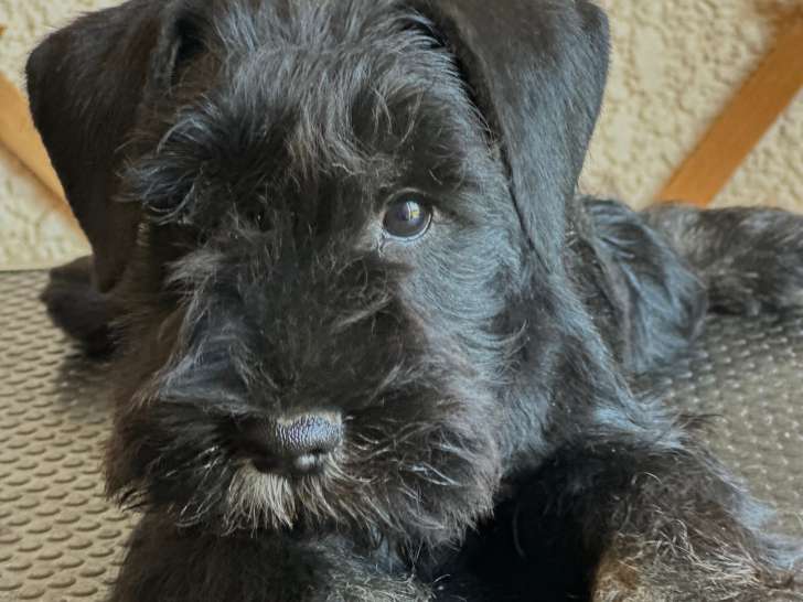 Chiot Schnauzer Nain noir et argent LOF à vendre