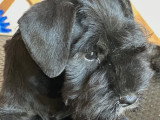 Chiot Schnauzer Nain noir et argent LOF à vendre