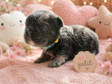 6 chiots Bouledogue Français Fluffy non LOF de mai 2026 à réserver