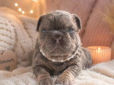 6 chiots Bouledogue Français Fluffy non LOF de mai 2026 à réserver