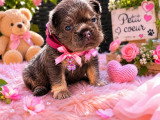 6 chiots Bouledogue Français Fluffy non LOF de mai 2026 à réserver