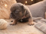 6 chiots Bouledogue Français Fluffy non LOF de mai 2026 à réserver