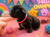 6 chiots Bouledogue Français Fluffy non LOF de mai 2026 à réserver