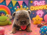 6 chiots Bouledogue Français Fluffy non LOF de mai 2026 à réserver