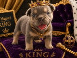 6 chiots Bouledogue Français Fluffy non LOF de mai 2026 à réserver