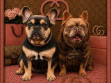 6 chiots Bouledogue Français Fluffy non LOF de mai 2026 à réserver