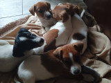5 magnifiques petits chiots Jack Russel à vendre