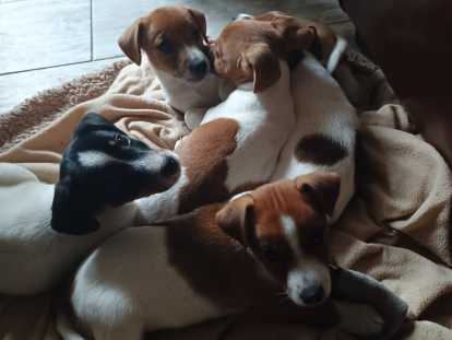 5 magnifiques petits chiots Jack Russel à vendre