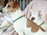 5 magnifiques petits chiots Jack Russel à vendre