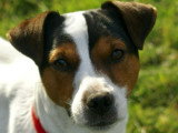 5 magnifiques petits chiots Jack Russel à vendre