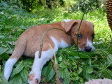 5 magnifiques petits chiots Jack Russel à vendre