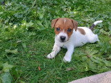 5 magnifiques petits chiots Jack Russel à vendre