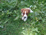 5 magnifiques petits chiots Jack Russel à vendre