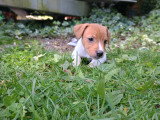 5 magnifiques petits chiots Jack Russel à vendre