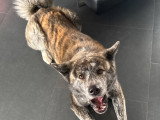 Akita Inu à donner
