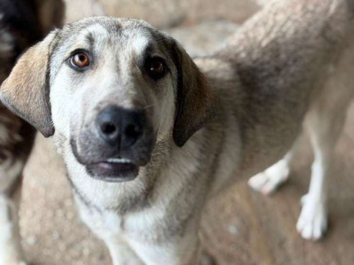 Ari, chienne de type Labrador à adopter en refuge en Roumanie