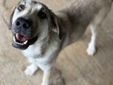 Ari, chienne de type Labrador à adopter en refuge en Roumanie