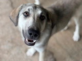 Ari, chienne de type Labrador à adopter en refuge en Roumanie