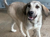 Ari, chienne de type Labrador à adopter en refuge en Roumanie