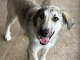 Ari, chienne de type Labrador à adopter en refuge en Roumanie